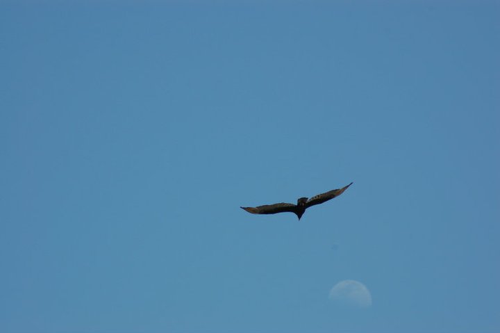 Política, seno de corrupción y criminalidad de la&nbsp;sociedad